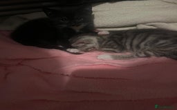 Mixed Breed cats for sale: Two boys (best friends)  - Image 12