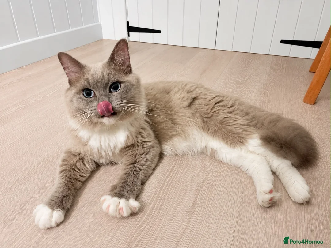 Ragdoll cats for sale: Tica registered blue mink mitted ragdoll(Cherubim) in Droitwich - Advert 2