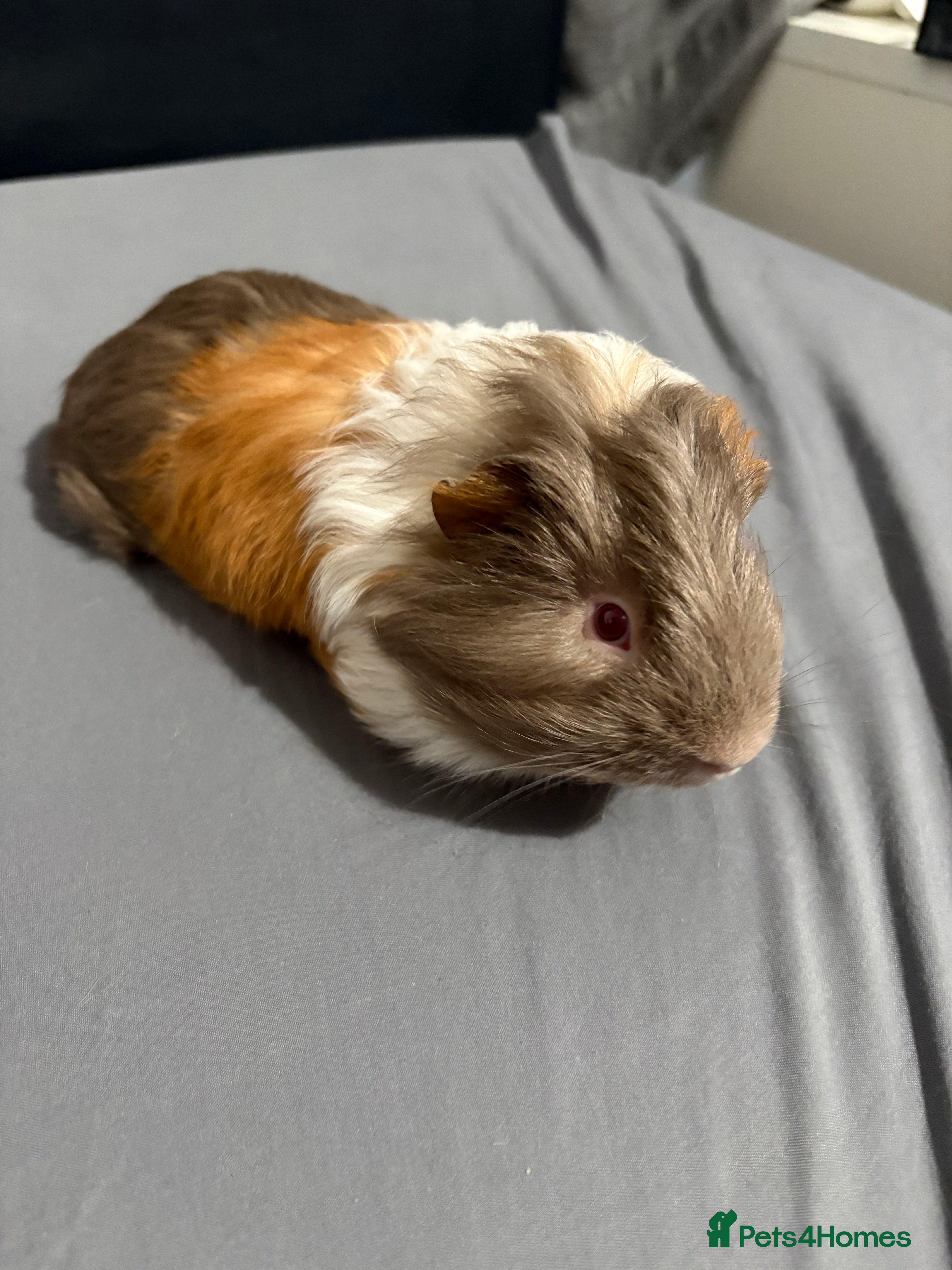 Guinea Pig rodents Two Baby boars for sale - Advert 11