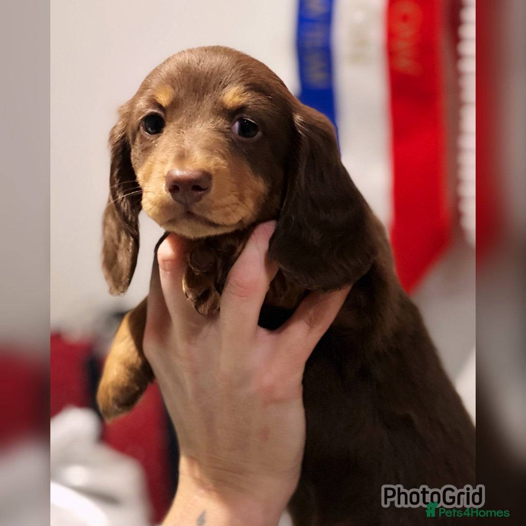 Miniature Dachshund dogs for sale: Miniature dachshund puppies - Advert 4
