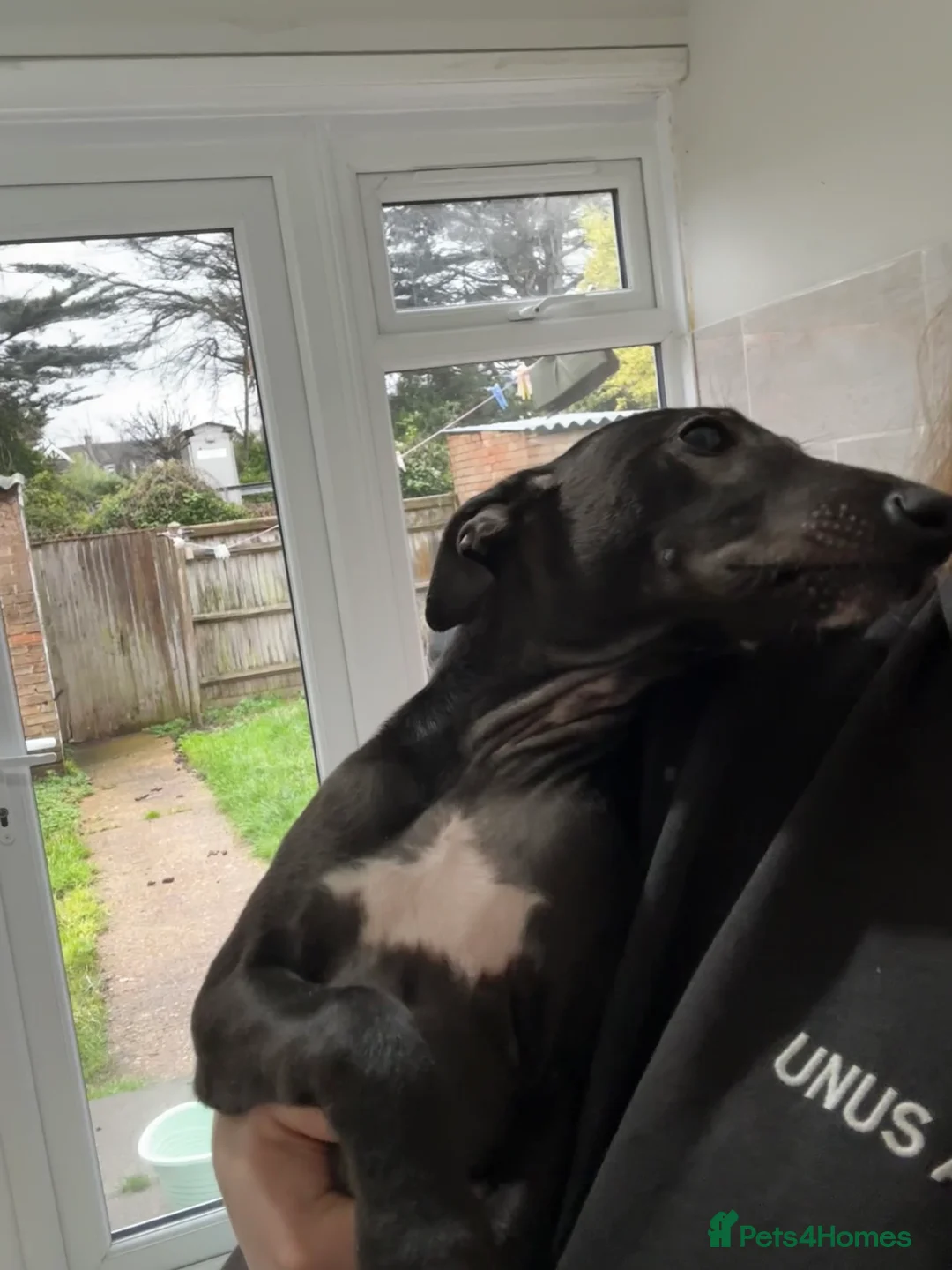 Whippet dogs for sale: KC registered whippet puppy  - Advert 8