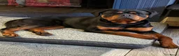 Rottweiler dogs for sale: STUNNING KC OLDER FEMALE FROM TK’s LINES - Advert 1