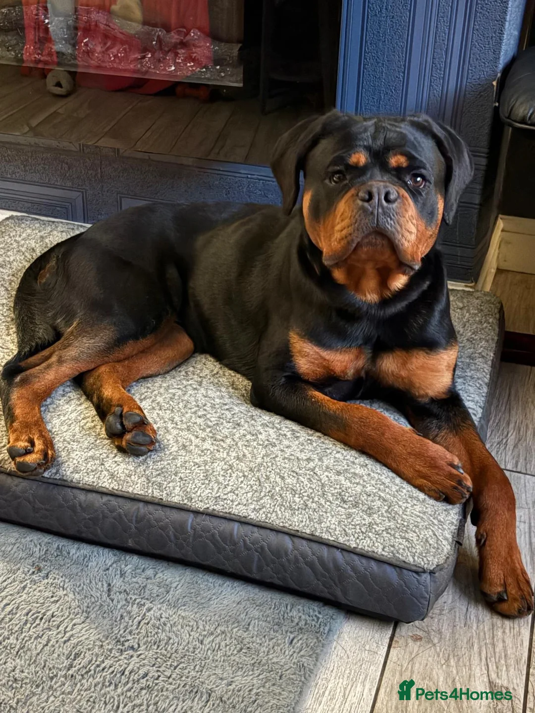 Rottweiler dogs for sale: STUNNING KC OLDER FEMALE FROM TK’s LINES - Advert 1