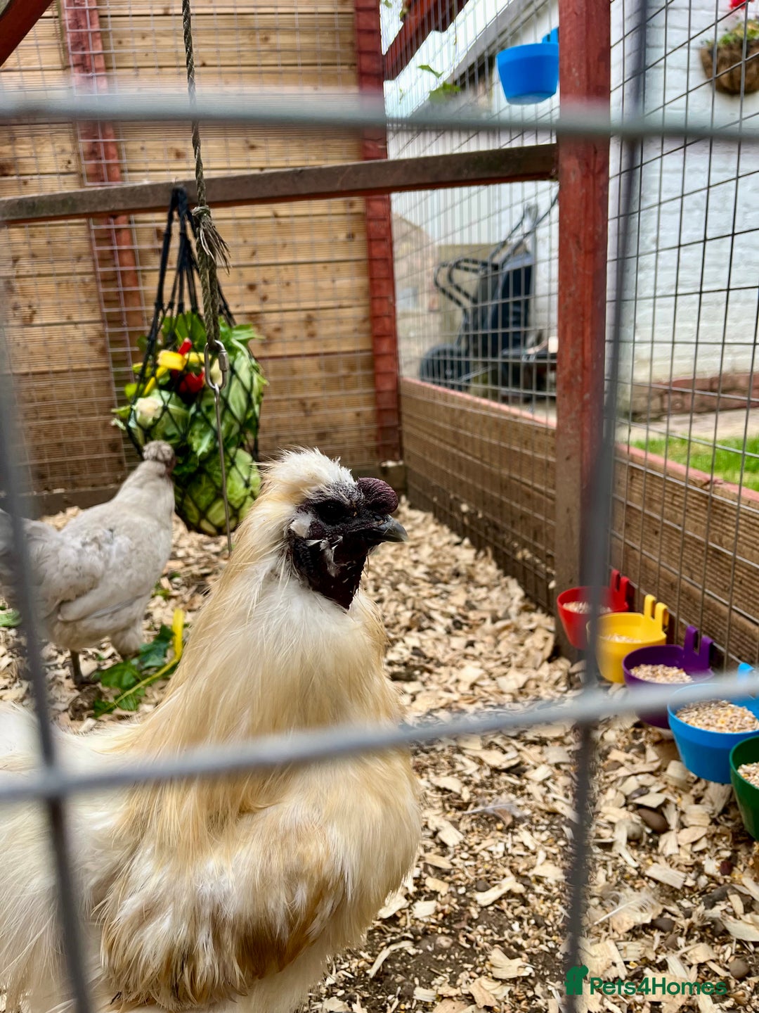 Chickens poultry for sale: Silkie Cockerel - Image 1