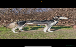 Saluki dogs for sale: Beautiful Saluki  - Image 19