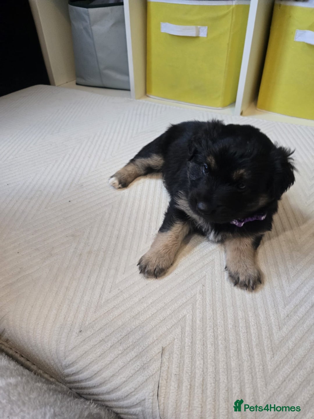 Mixed Breed dogs for sale: READY NOW - Goldador x Labrottie Miniature Puppies - Advert 15