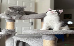Mixed Breed cats for sale: British shorthair 5 mix kittens  - Image 13
