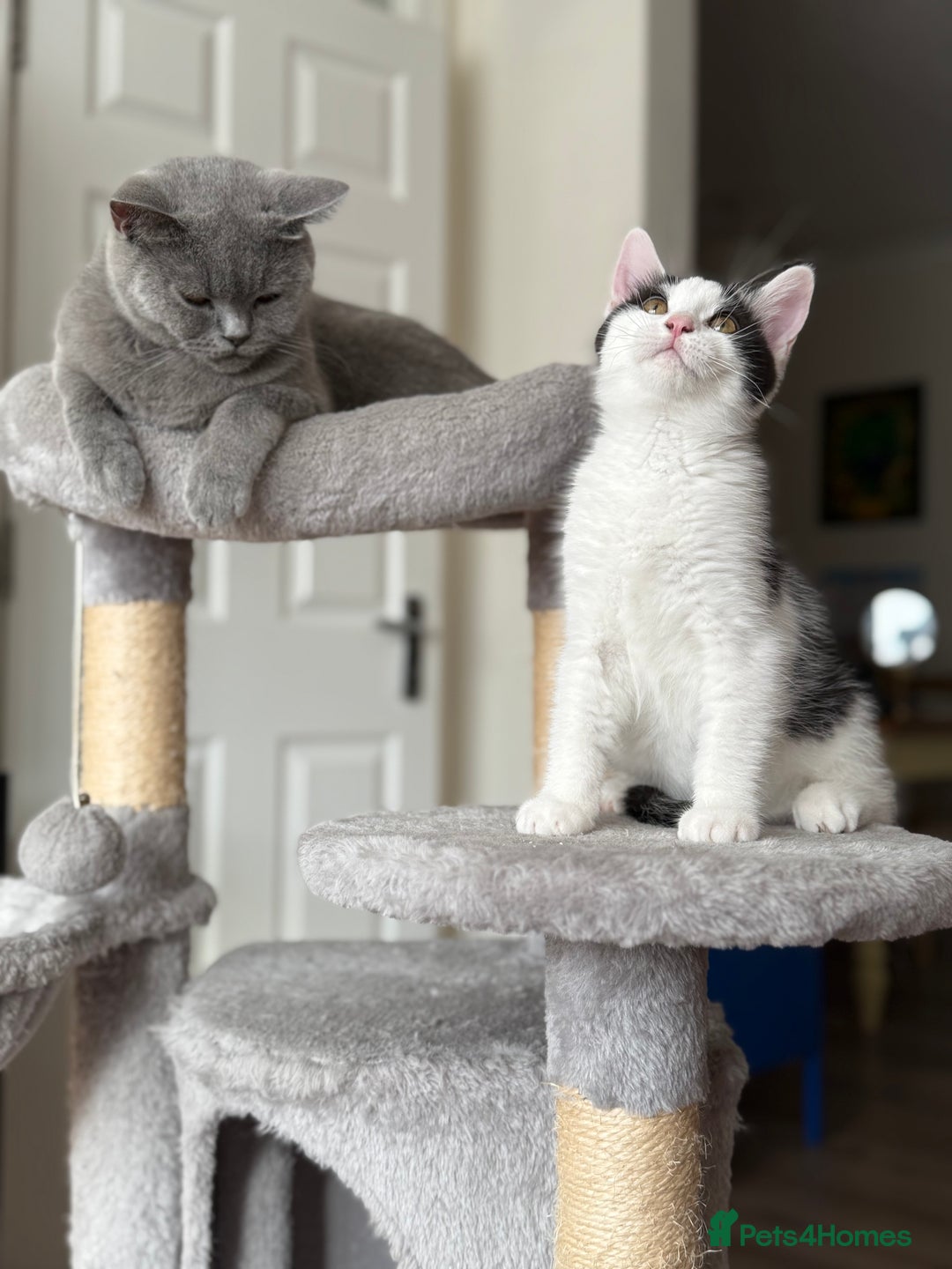 Mixed Breed cats for sale: British shorthair 5 mix kittens  - Image 13