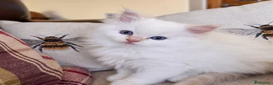 Ragdoll 2