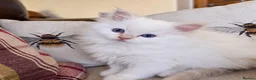 Ragdoll cats for sale: Beautiful Ragdoll Kittens  - Advert 4