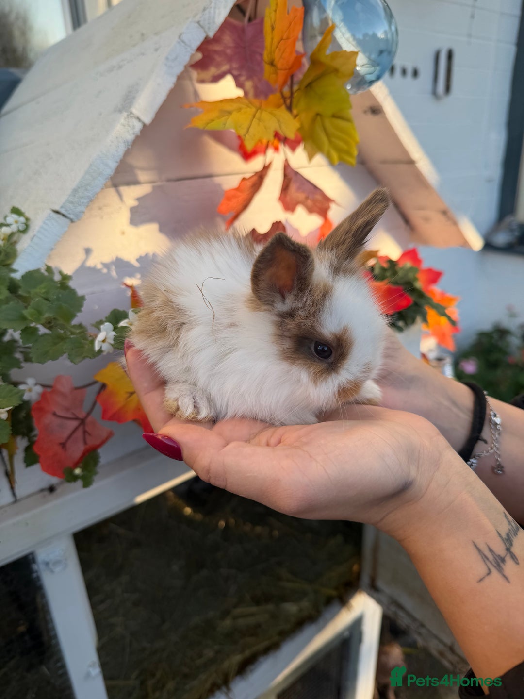 Mini Lion Lop rabbits for sale: Mix of lop & lion head  - Advert 5