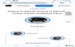 Rottweiler dogs for sale: Rottweiler puppies  - Image 19