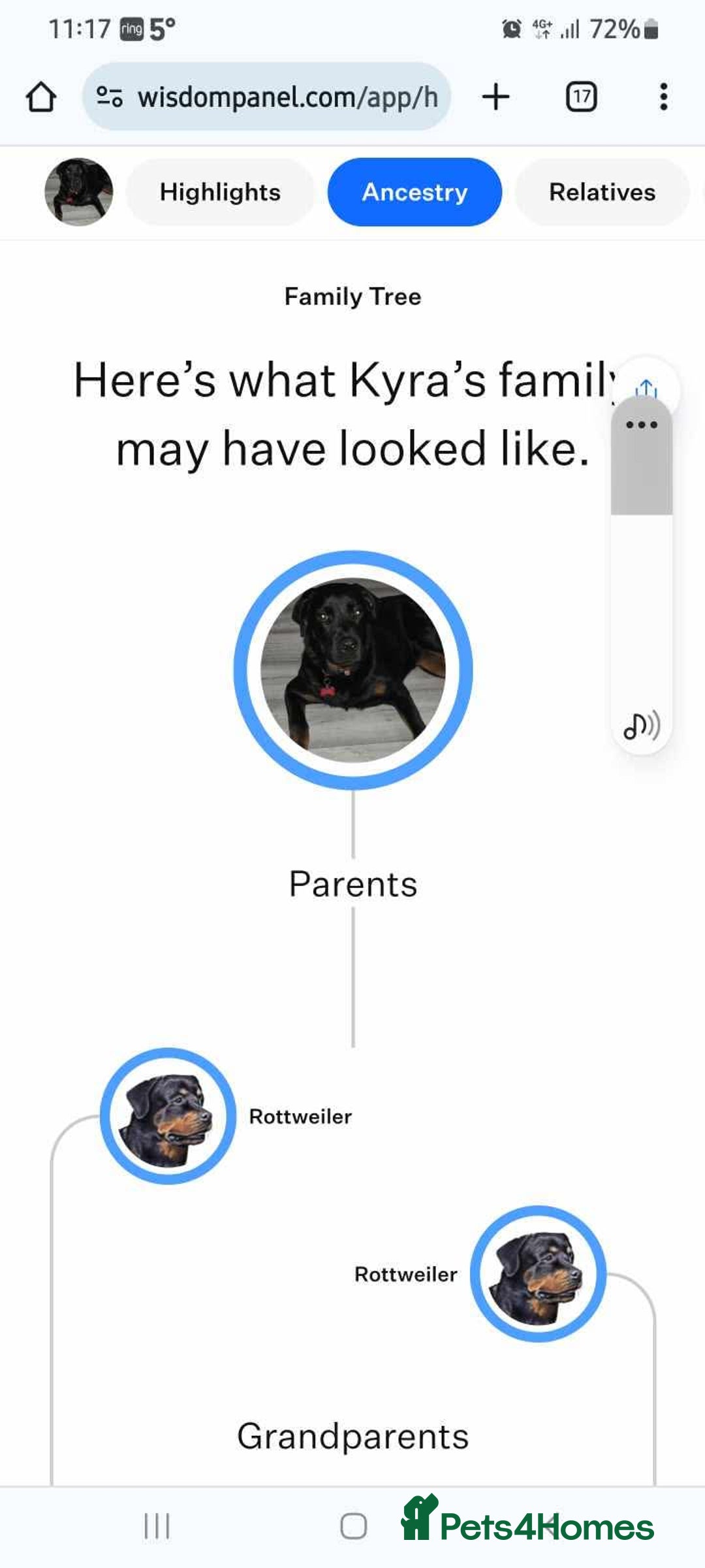 Rottweiler dogs for sale: Rottweiler puppies  - Image 19