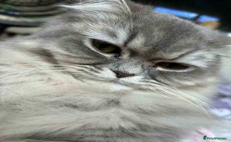 Persian cats - Advert 1