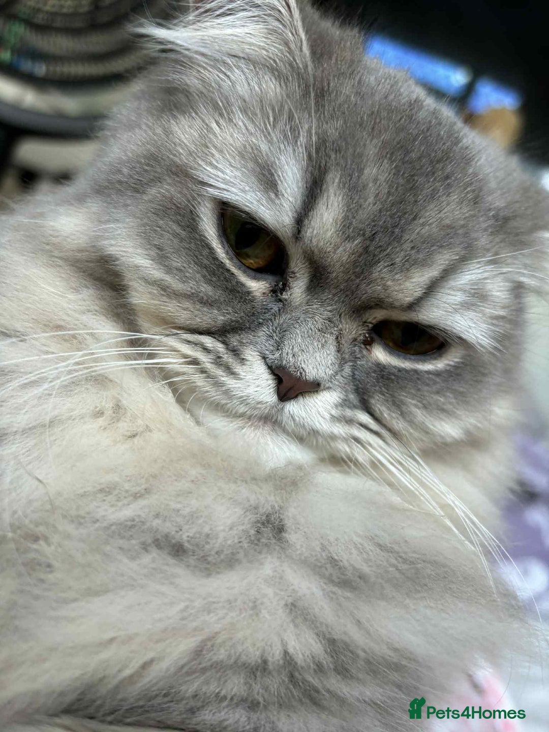 Persian cats for sale: persian dollface - Image 1
