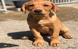 Labrador Retriever dogs for sale: 1 FOXRED LABRADOR PUPPY 5* Licensed breeder - Image 1