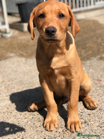 Labrador Retriever dogs - Advert 5