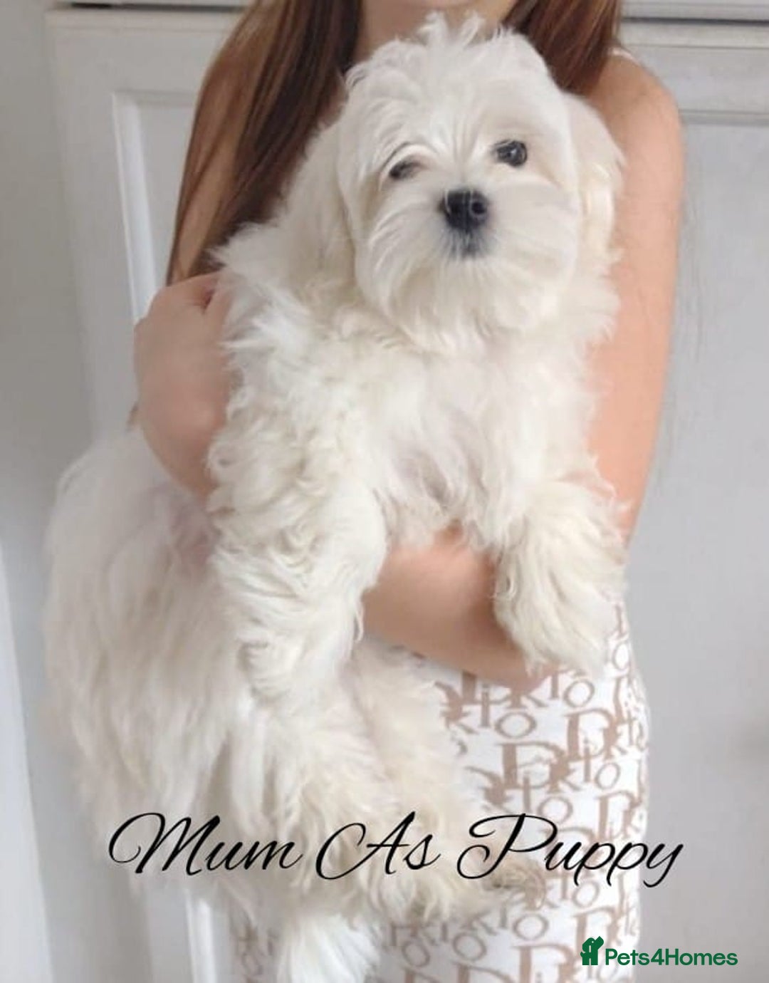 Maltipoo dogs for sale: 🩷 1 Baby Girl Available  - Advert 24