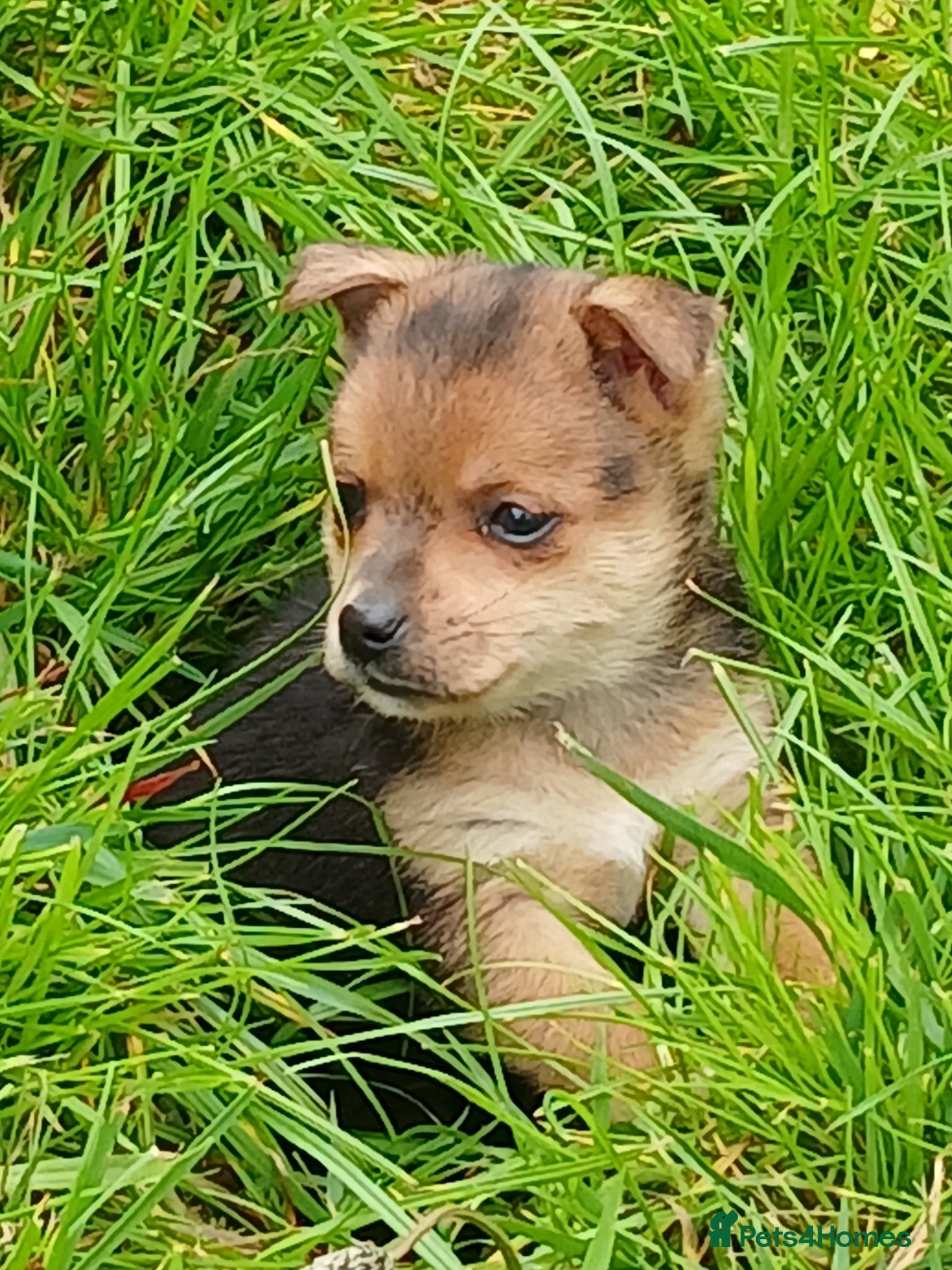 Jack Russell dogs Only 2 left!! beautiful Jack Russel puppies £700 - Advert 7