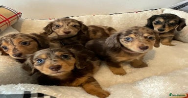 Dachshund dogs - Advert 7
