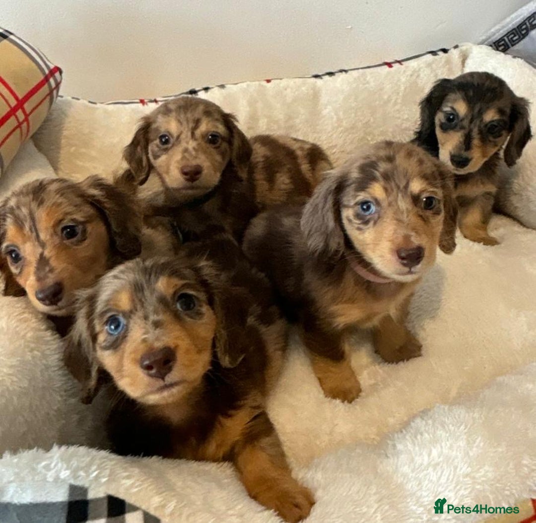 Dachshund dogs for sale: Dachshund long haired miniature - Image 2