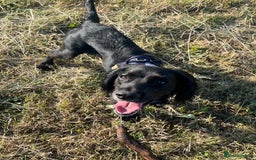 Sprocker dogs for sale: 9 month old Sprocker - Charlie - Image 9
