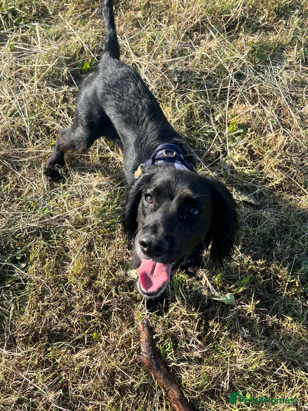 Sprocker dogs for sale: 9 month old Sprocker - Charlie - Image 9