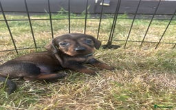Miniature Dachshund dogs for sale: Miniature Wire Haired Dachshund Puppies - Image 5