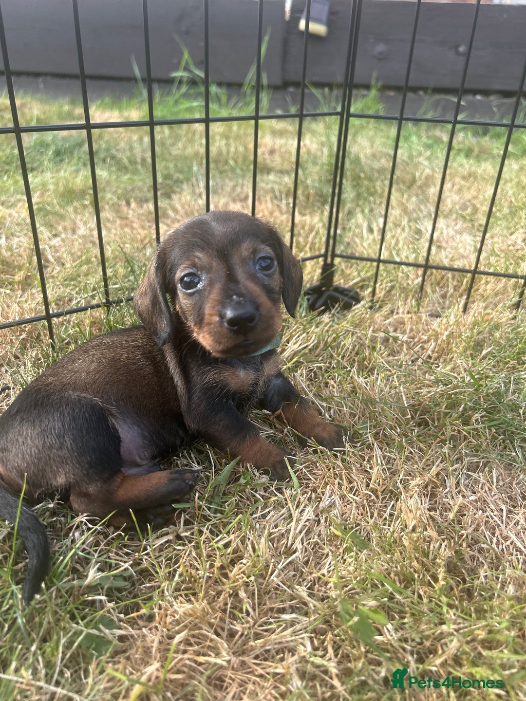 Miniature Dachshund dogs for sale: Miniature Wire Haired Dachshund Puppies - Image 5