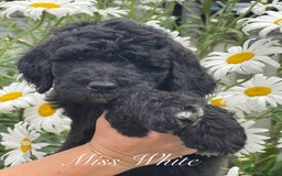 Sheepadoodle dogs for sale: Sheepaberdoodledoos  5 ⭐️ Licensed Home Breeder - Image 4