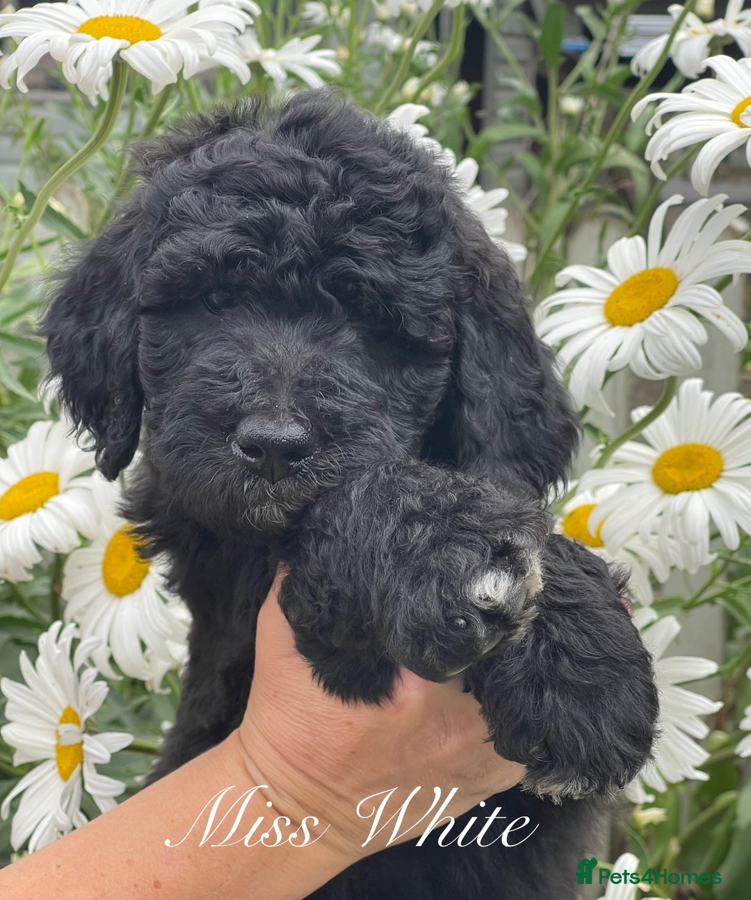 Sheepadoodle dogs for sale: Sheepaberdoodledoos  5 ⭐️ Licensed Home Breeder - Image 4