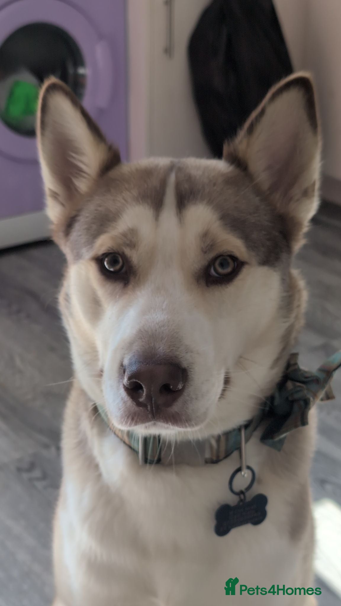 Utonagan dogs Husky cross - Advert 7