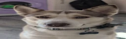 Utonagan dogs for sale: Husky cross in Tamworth - Advert 1
