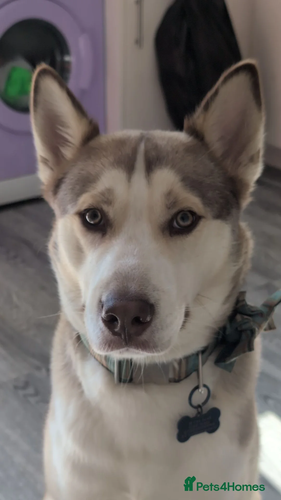 Utonagan dogs for sale: Husky cross in Tamworth - Advert 1