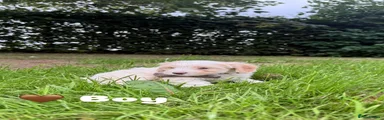 Cavapoo 1