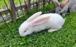 Continental Giant rabbits for sale: Beautiful Pure Giant Continental Babies  - Image 10