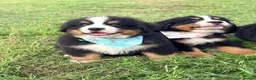 Bernese Mountain Dog dogs for sale: Kc bernese mountain puppies  - Advert 13
