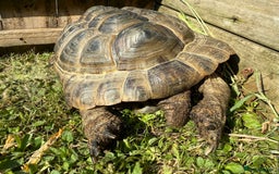 Tortoise reptiles for sale: Tortoise rehome - Image 3
