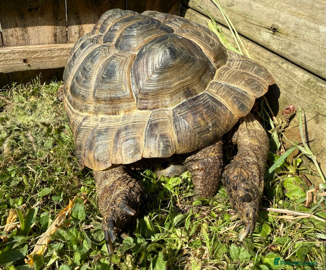 Tortoise reptiles for sale: Tortoise rehome - Image 3