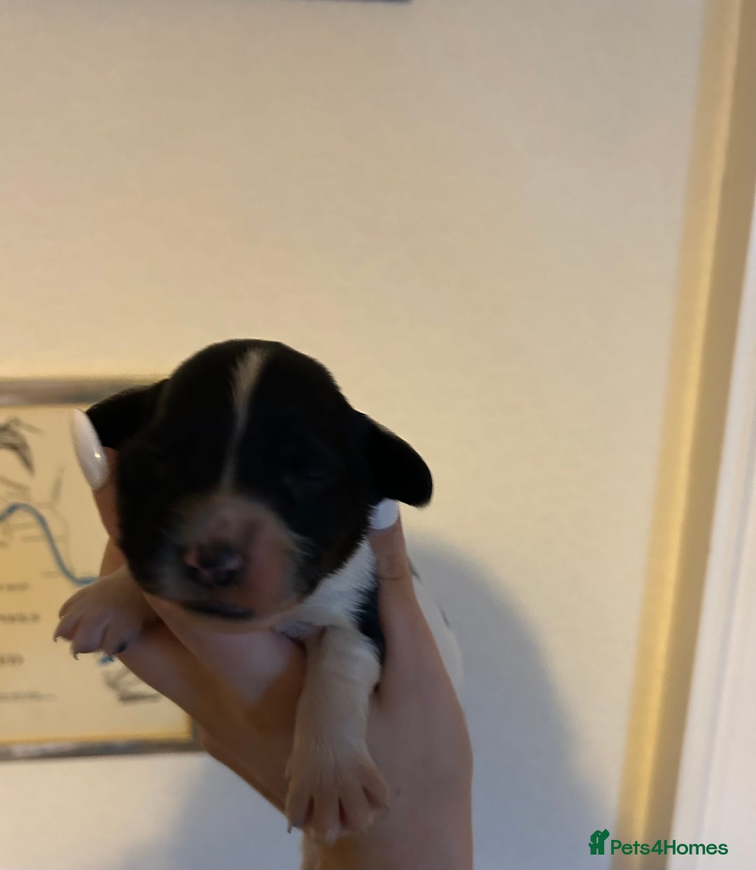 English Springer Spaniel dogs for sale: Lovely ESS Litter Due - Advert 9