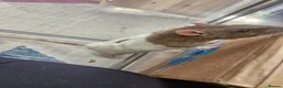 Rat rodents for sale: 2 brothers Rats need new home - Advert 3