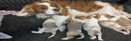 Cavalier King Charles Spaniel dogs for sale: Cavalier king Charles puppies  - Advert 5