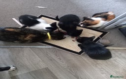 Mixed Breed cats for sale: 4 gorgeous kittens for sale  - Image 6