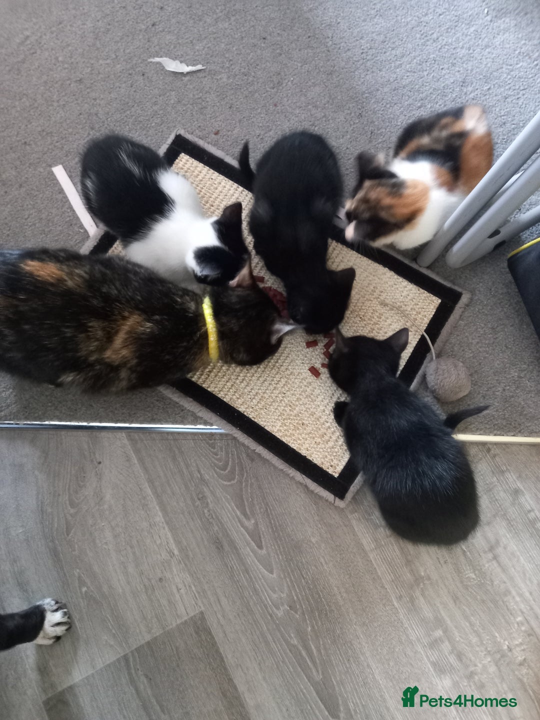 Mixed Breed cats for sale: 4 gorgeous kittens for sale  - Image 6