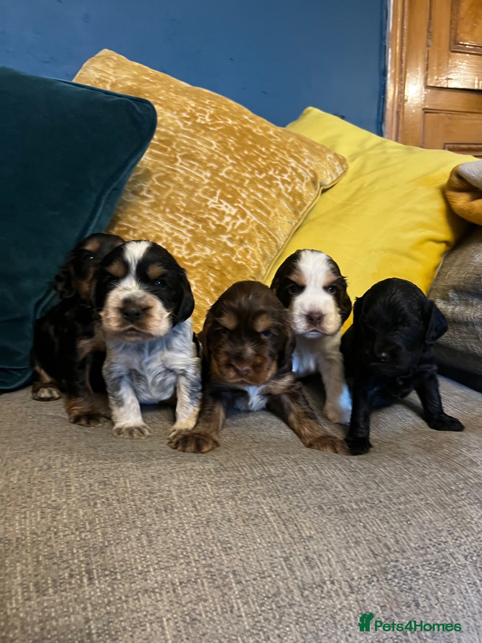 Cocker Spaniel dogs Show Type Cocker Spaniel Puppies - Advert 2