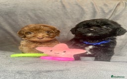 Cockapoo dogs for sale: F1 PRA CLEAR Cockapoo puppies  - Image 3