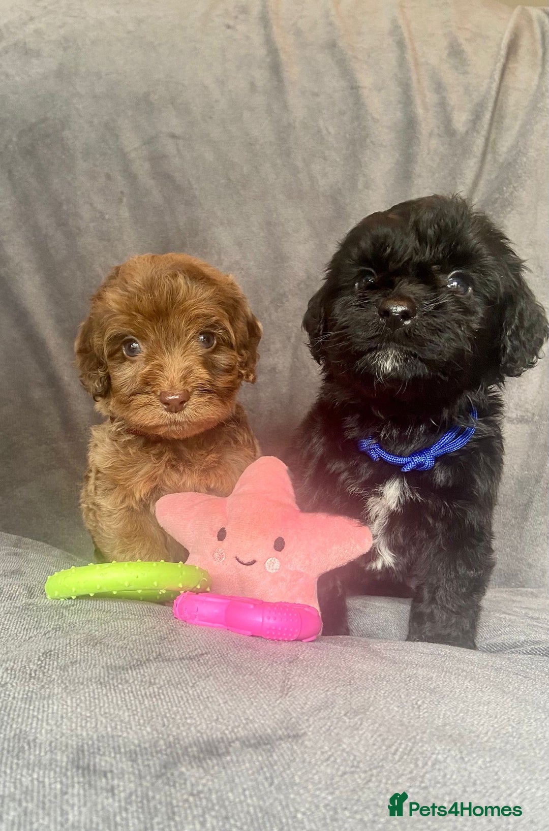 Cockapoo dogs for sale: F1 PRA CLEAR Cockapoo puppies  - Image 3