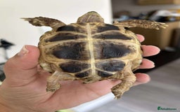 Tortoise reptiles for sale: Horsefield tortoise and full setup  - Image 2