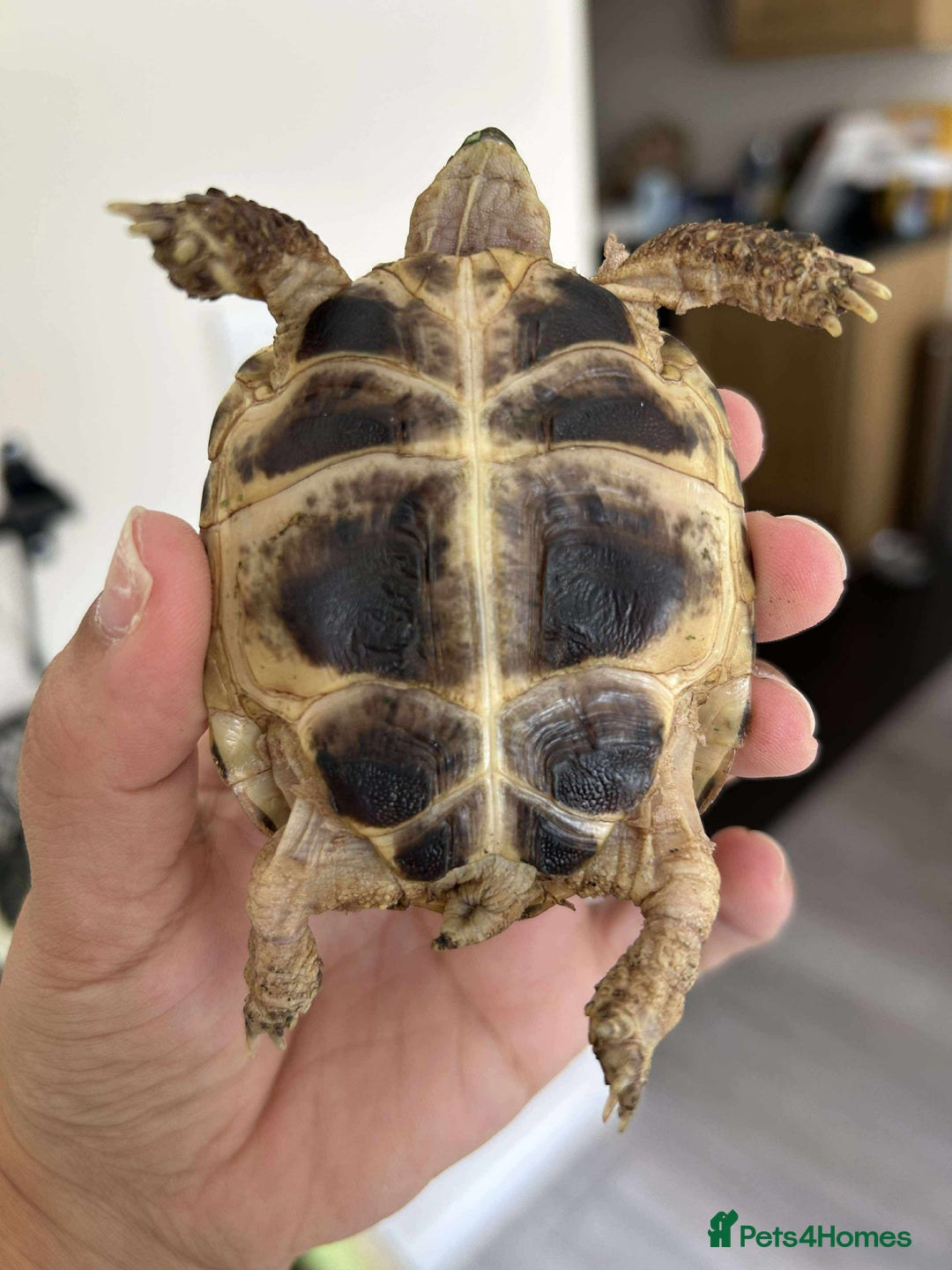 Tortoise reptiles for sale: Horsefield tortoise and full setup  - Image 2