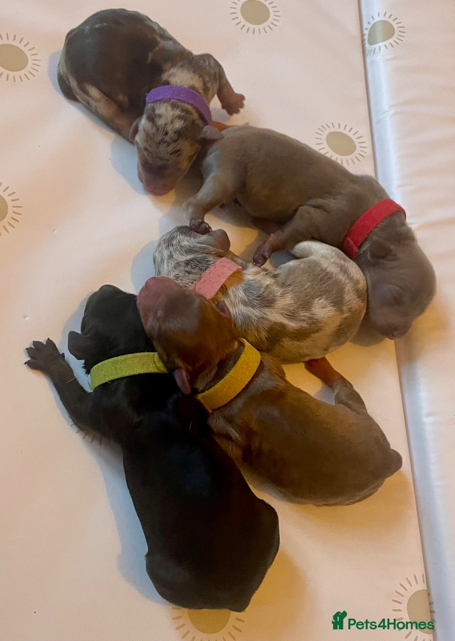Mixed Breed dogs Beautiful Dachshund, French bulldog hybrid puppy - Advert 1